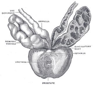 Infertility Ncp