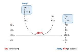 Urology and Infertility