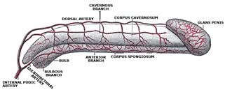 Infertility Rate Vertaling