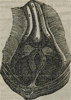 Infertility Meaning in Medical Terms