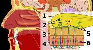 Gonorrhea Infertility Female