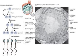 Infertility and Genetic Testing