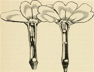 Infertility Treatment in Polycystic Ovaries