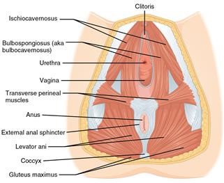 Hospital Infertility Research