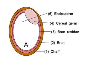 Infertility Specialist Rockford Il