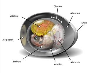 Female Infertility Unspecified Icd 10