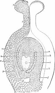 Infertility Medical Issues