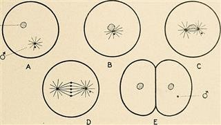 Role of Vitamin D in Infertility