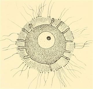 Logo of Infertility