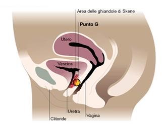 Saline Ultrasound Infertility